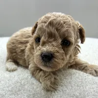 Jazzy, a female Poodle - Toy  for sale in Clinton, NC – 2 of 5