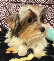 Sara, a female Yorkipoo for sale in Clinton, NC – 3 of 4