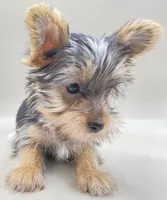 Todd, a male Yorkshire Terrier for sale in Clinton, NC – Photo 2 of 4