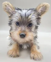 Todd, a male Yorkshire Terrier for sale in Clinton, NC – Photo 3 of 4