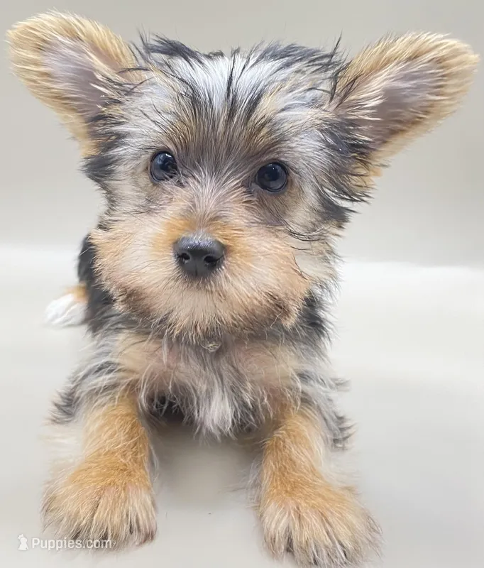 Todd, a male Yorkshire Terrier for sale in Clinton, NC – Photo 1 of 4