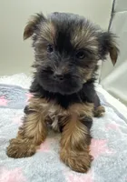Sally, a female Yorkshire Terrier for sale in Clinton, NC – Photo 7 of 8