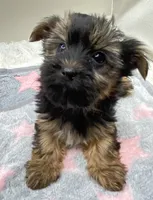 Sally, a female Yorkshire Terrier for sale in Clinton, NC – Photo 3 of 8