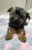 Sally, a female Yorkshire Terrier for sale in Clinton, NC – Photo 8 of 8