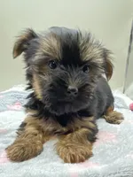 Sally, a female Yorkshire Terrier for sale in Clinton, NC – Photo 1 of 8