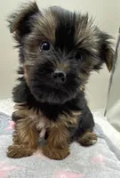 Sally, a female Yorkshire Terrier for sale in Clinton, NC – Photo 2 of 8
