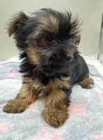 Sally, a female Yorkshire Terrier for sale in Clinton, NC – Photo 4 of 8