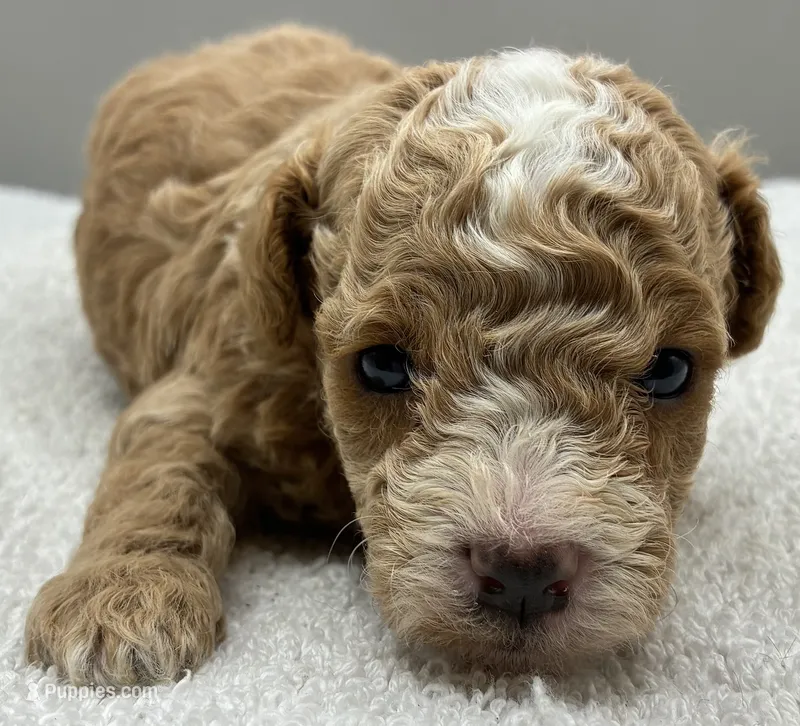 Miles – Poodle - Toy  puppy for sale in Clinton, NC