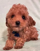 Smalls, a male Poodle - Toy  for sale in Clinton, NC – 4 of 4