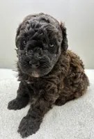 River, a male Poodle - Toy  for sale in Clinton, NC – 4 of 4
