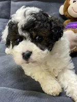 Jeremiah, a male Poodle - Toy  for sale in Clinton, NC – Photo 4 of 8