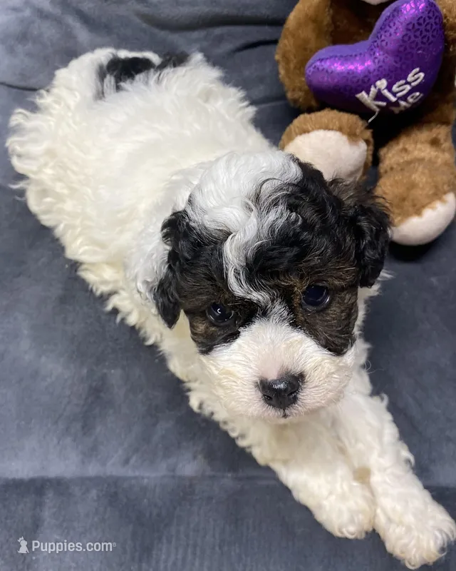 Jeremiah, a male Poodle - Toy  for sale in Clinton, NC – Photo 1 of 8