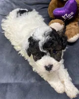 Jeremiah, a male Poodle - Toy  for sale in Clinton, NC – Photo 1 of 8