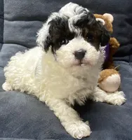 Jeremiah, a male Poodle - Toy  for sale in Clinton, NC – Photo 6 of 8