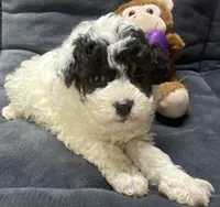 Jeremiah, a male Poodle - Toy  for sale in Clinton, NC – Photo 8 of 8