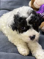 Jeremiah, a male Poodle - Toy  for sale in Clinton, NC – Photo 7 of 8
