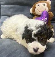 Jeremiah, a male Poodle - Toy  for sale in Clinton, NC – Photo 2 of 8