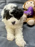 Jeremiah, a male Poodle - Toy  for sale in Clinton, NC – Photo 5 of 8