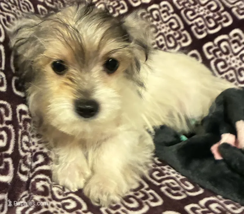 Ralphie – Yorkipoo puppy for sale in Clinton, NC