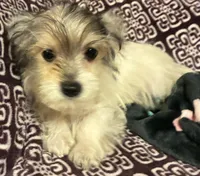 Ralphie, a male Yorkipoo for sale in Clinton, NC – 1 of 8