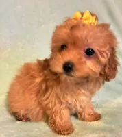 Sarah, a female Poodle - Toy  for sale in Clinton, NC – 3 of 4