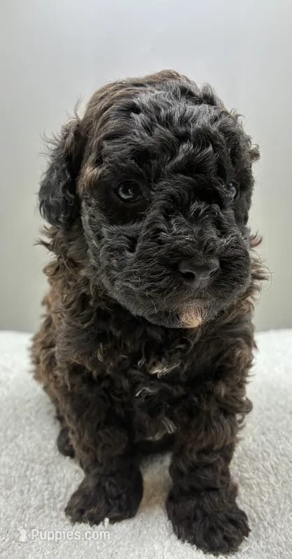 River – Poodle - Toy  puppy for sale in Clinton, NC