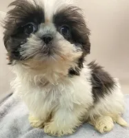 Barry, a male Shih Tzu for sale in Clinton, NC – Photo 5 of 5