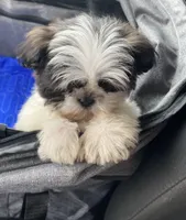 Barry, a male Shih Tzu for sale in Clinton, NC – 3 of 5
