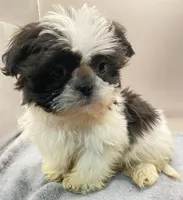 Barry, a male Shih Tzu for sale in Clinton, NC – Photo 4 of 5