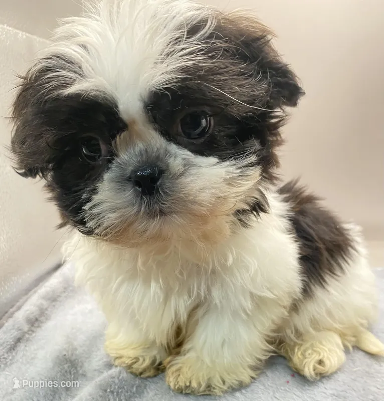 Barry – Shih Tzu puppy for sale in Clinton, NC