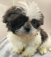 Barry, a male Shih Tzu for sale in Clinton, NC – Photo 3 of 5