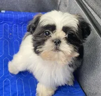 Barry, a male Shih Tzu for sale in Clinton, NC – 5 of 5