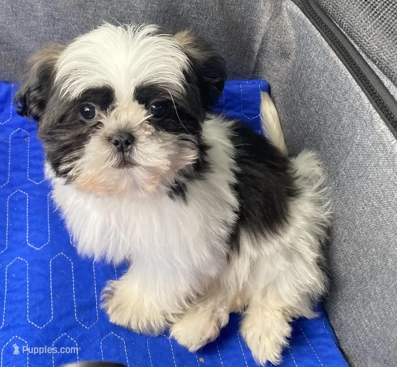 Barry – Shih Tzu puppy for sale in Clinton, NC