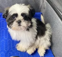 Barry, a male Shih Tzu for sale in Clinton, NC – 1 of 5