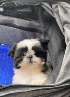 Barry, a male Shih Tzu for sale in Clinton, NC – 4 of 5