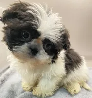 Barry, a male Shih Tzu for sale in Clinton, NC – Photo 2 of 5