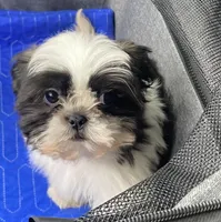 Barry, a male Shih Tzu for sale in Clinton, NC – 2 of 5