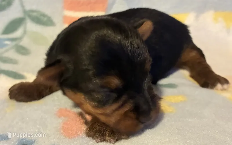 Ziggy – Yorkshire Terrier puppy for sale in Clinton, NC
