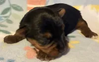 Ziggy, a male Yorkshire Terrier for sale in Clinton, NC – 1 of 2