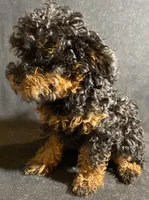 Chase, a male Poodle - Toy  for sale in Clinton, NC – Photo 5 of 6