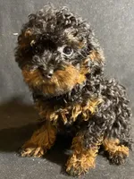 Chase, a male Poodle - Toy  for sale in Clinton, NC – Photo 4 of 6