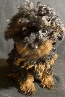 Chase, a male Poodle - Toy  for sale in Clinton, NC – Photo 6 of 6