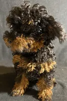 Chase, a male Poodle - Toy  for sale in Clinton, NC – Photo 2 of 6