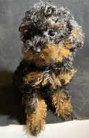 Chase, a male Poodle - Toy  for sale in Clinton, NC – Photo 3 of 6