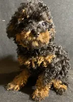 Chase, a male Poodle - Toy  for sale in Clinton, NC – Photo 1 of 6