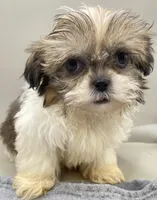 Larry, a male Shih Tzu for sale in Clinton, NC – Photo 2 of 4