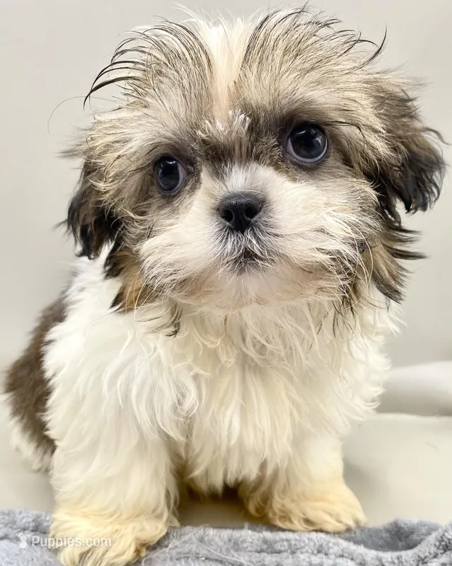 Larry, a male Shih Tzu for sale in Clinton, NC – Photo 1 of 4