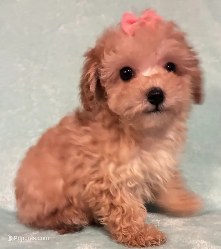 Sweetie – Poodle - Toy  puppy on hold in Clinton, NC