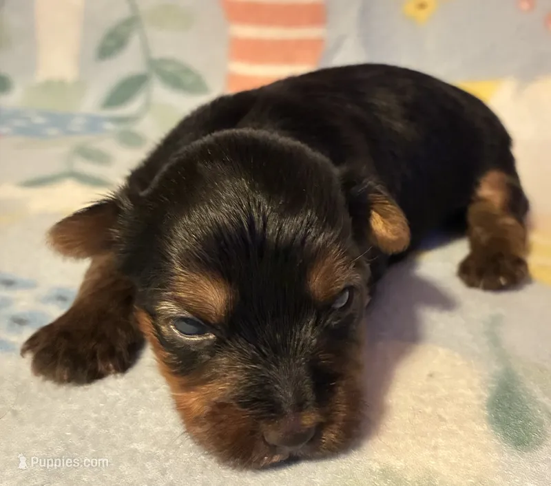 Mia – Yorkshire Terrier puppy for sale in Clinton, NC