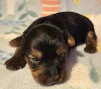 Mia, a female Yorkshire Terrier for sale in Clinton, NC – 1 of 3